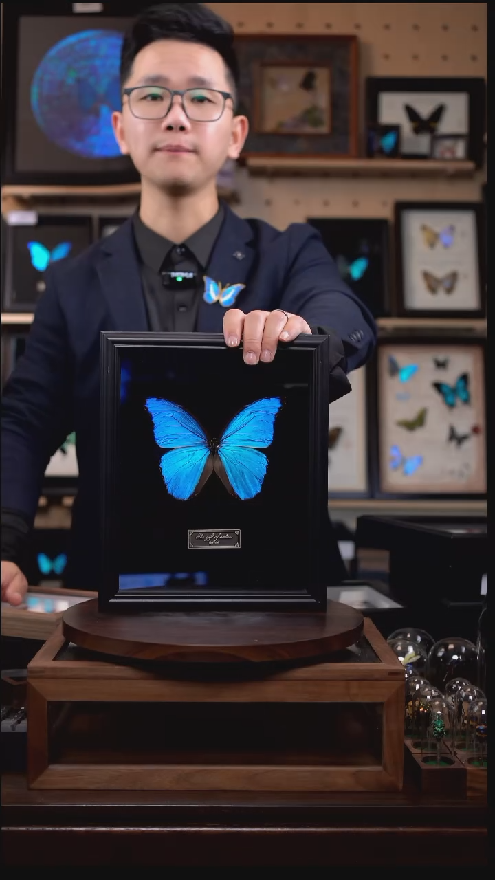 大蓝闪蝶黑绒底版10寸欧式框（带证书）