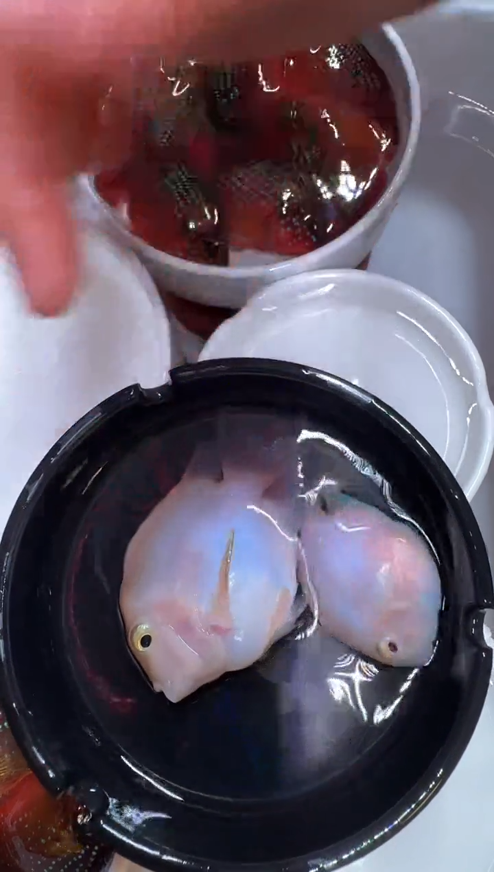 鹦鹉鱼胭脂粉1对