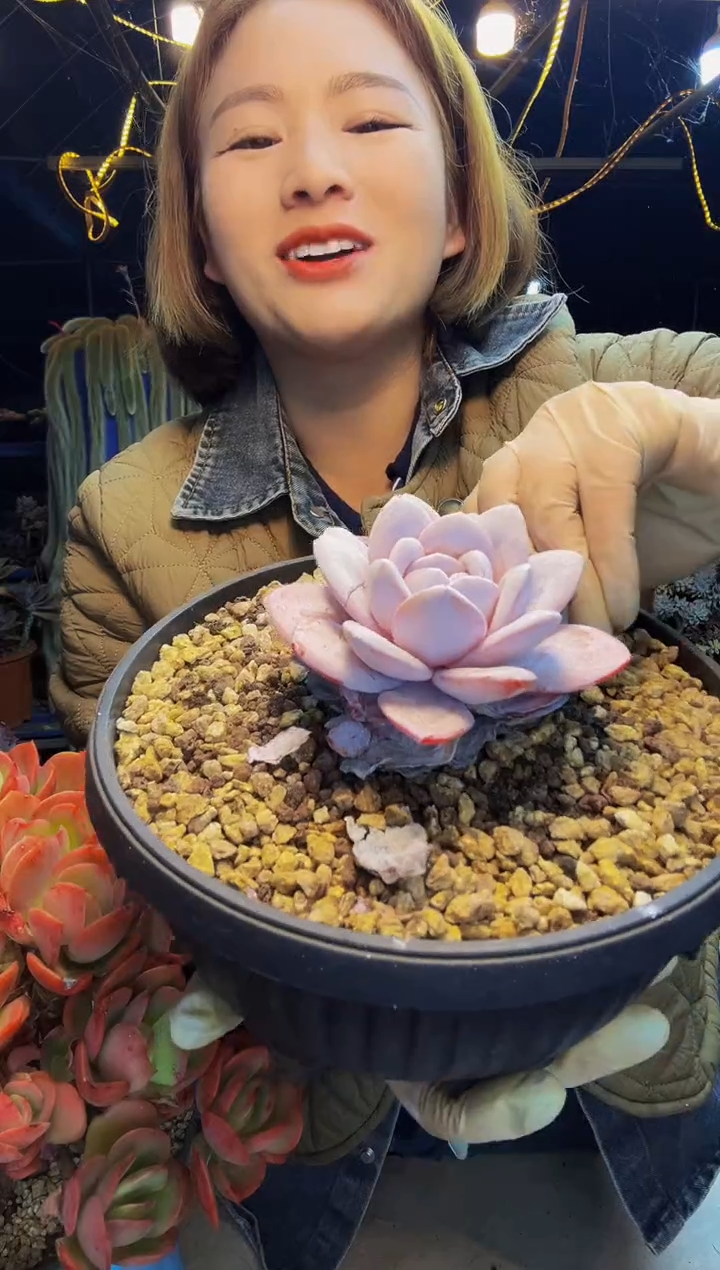 宝*雪茶一物一拍脱土包邮