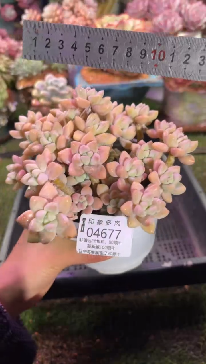 【闪购商品】04677