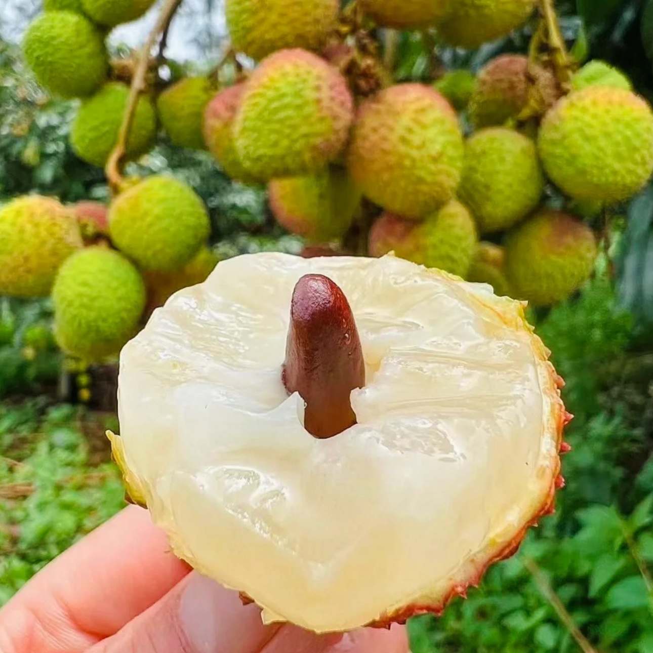 海南空运【妃子笑】荔枝A级精品大果！0.5~7斤荔枝同城送新鲜