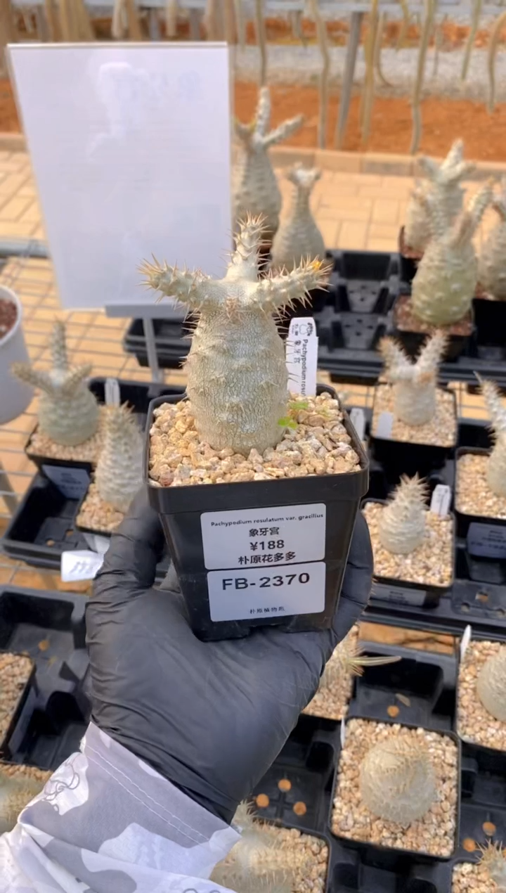 【闪购商品】象牙宫FB-2370