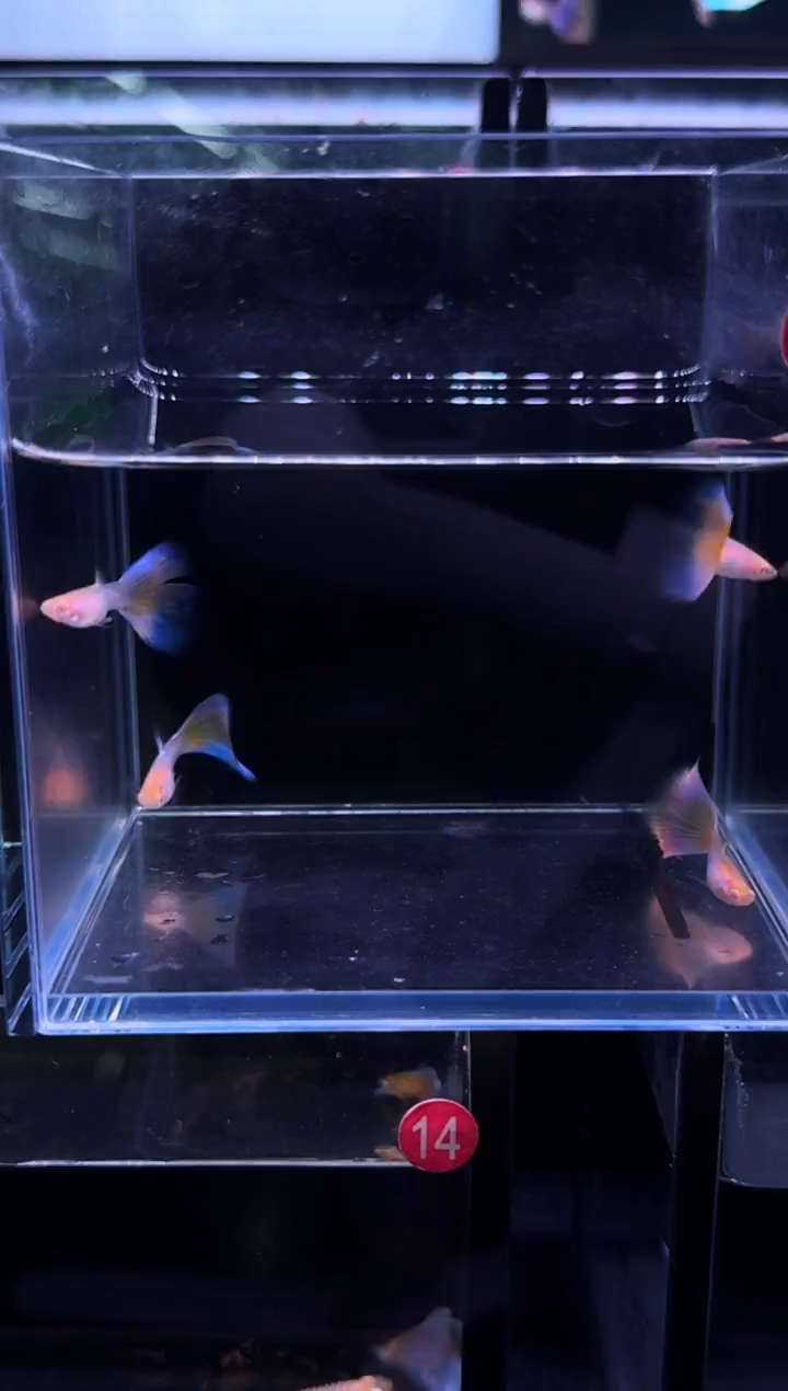 孔雀鱼12货底子极光4公2母 新疆西藏青海贵州海南黑龙江不要拍