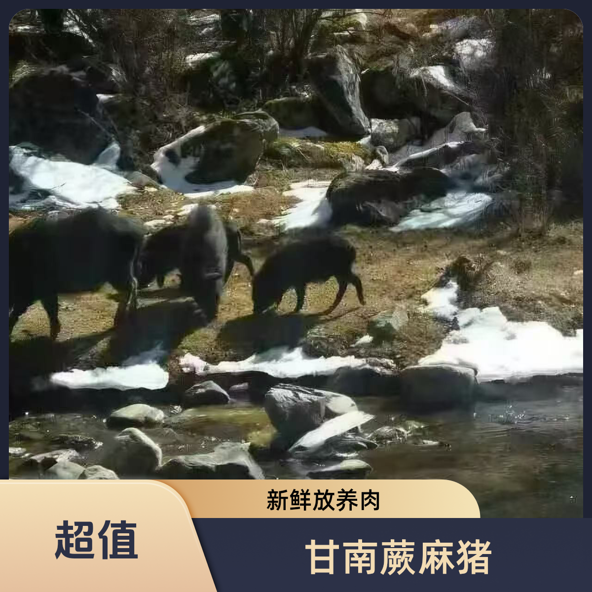 甘南藏区放养蕨麻猪农家5斤起拍跑山猪蕨麻猪肉黑毛猪肉
