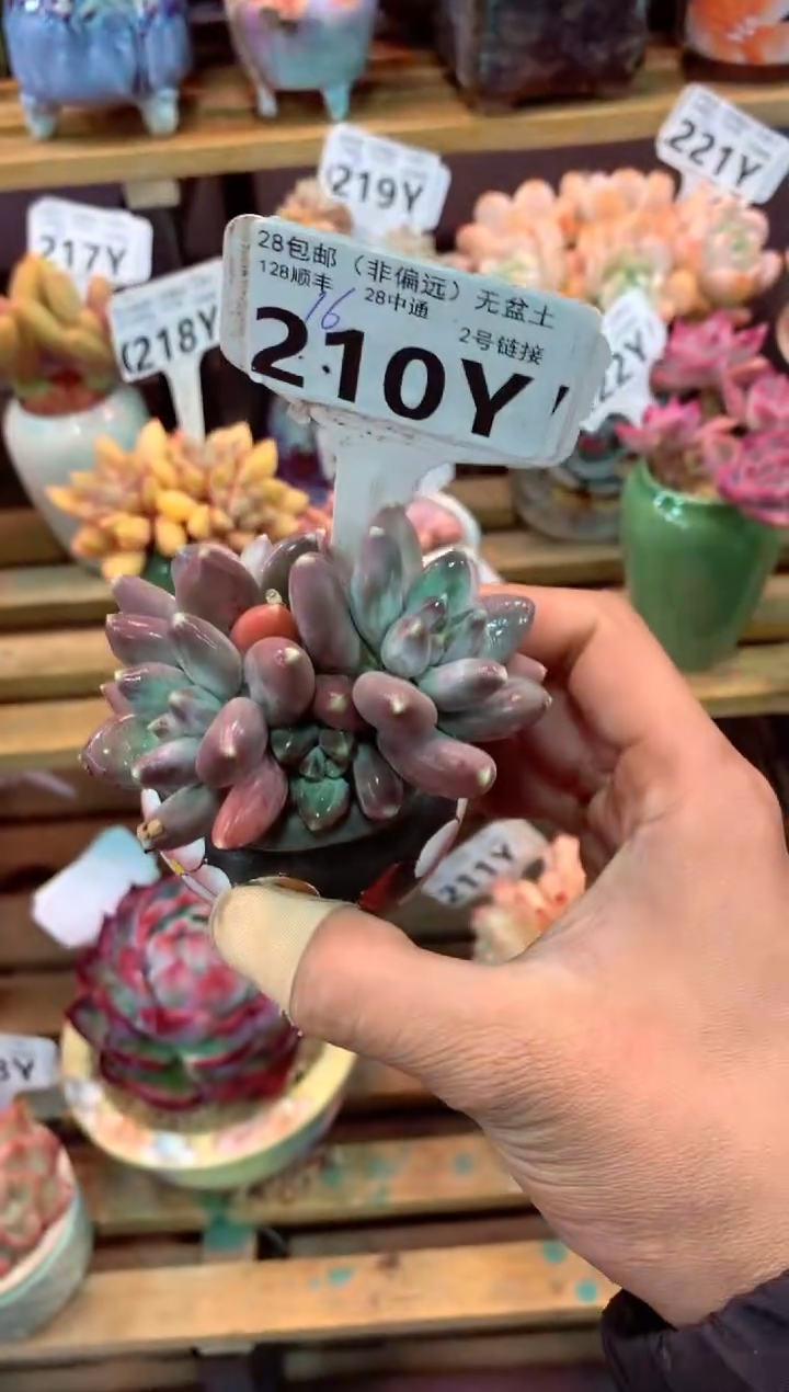210Y（一物一拍，精品多肉，w所见即所得 ）