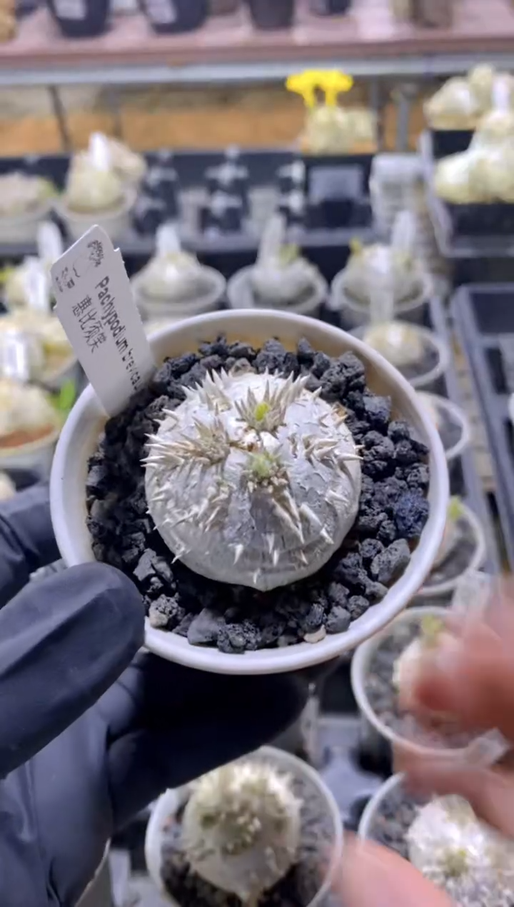 【闪购商品】惠比须笑FB-635