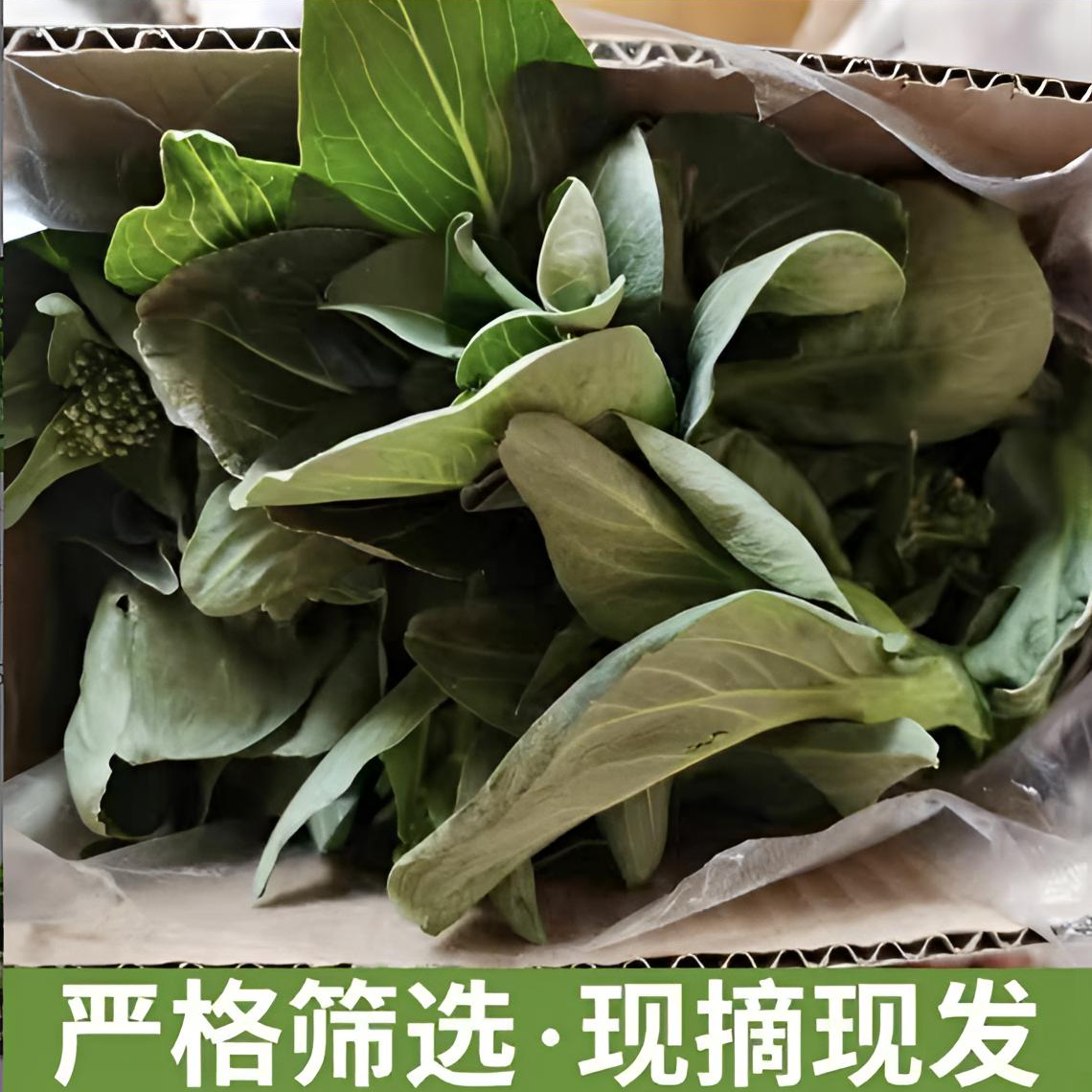 上海南汇菜苔顺丰发货菜苔