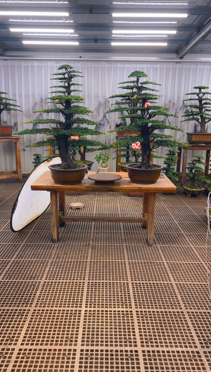 无花朵虎**肉精品盆景直播间一物一拍