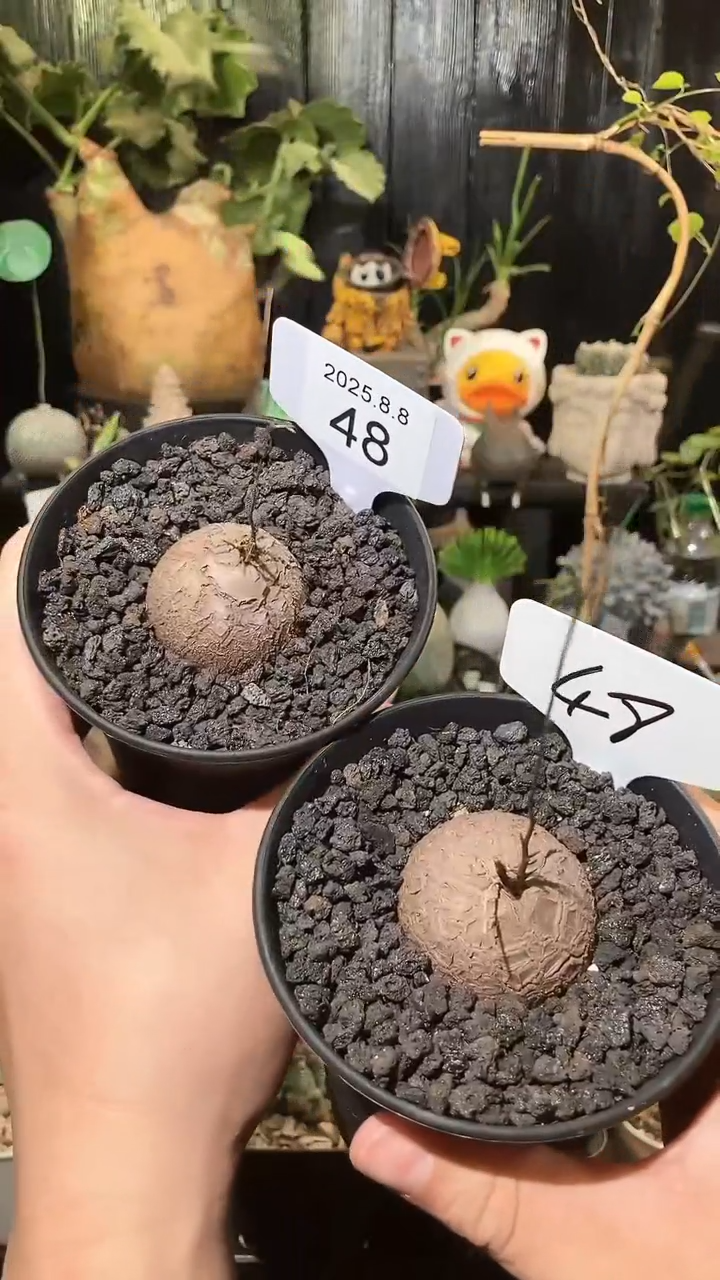 48号808福利南非龟甲龙买1个送1个