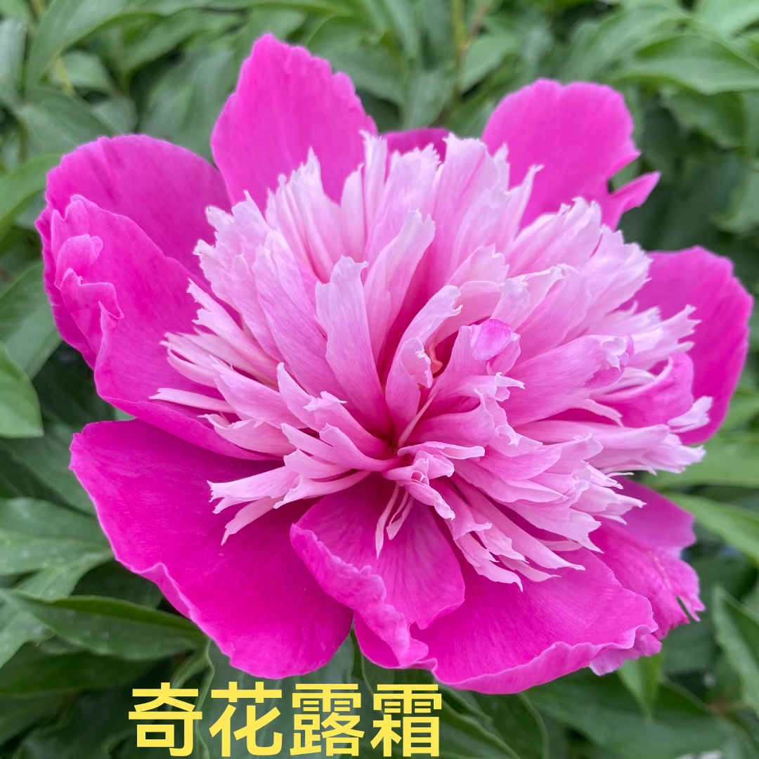 【奇花露霜】重瓣观赏大芍药复色花裸根发货基地直发包对版包邮
