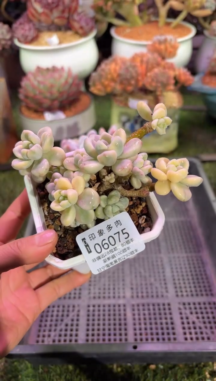 【闪购商品】06075