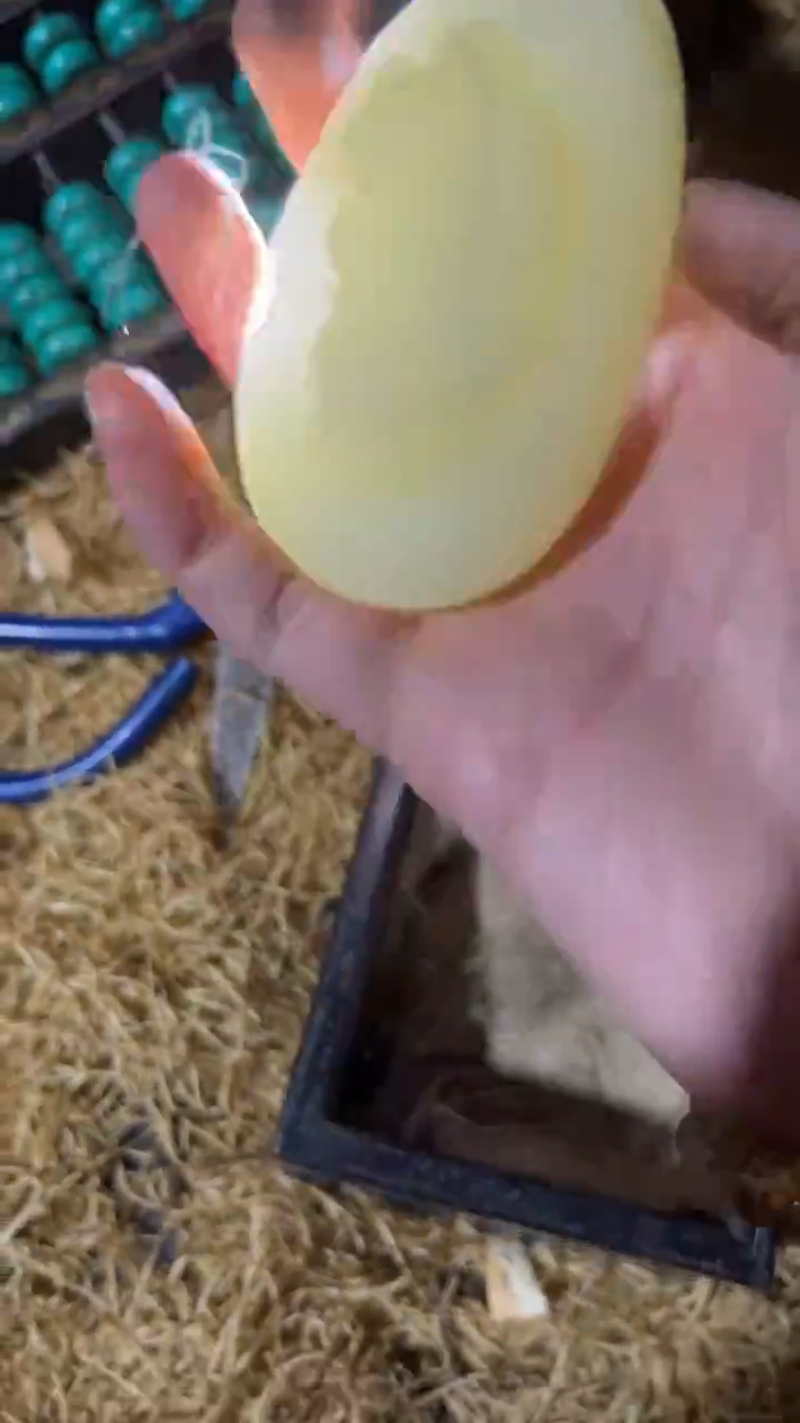 香榧木1个小小雨白色蛋子