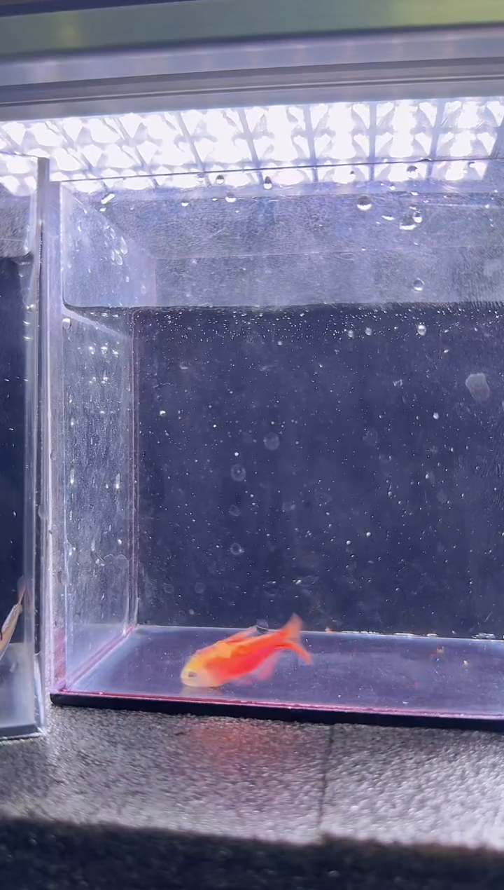 灯科鱼T**y新缎带*2只+超红1只