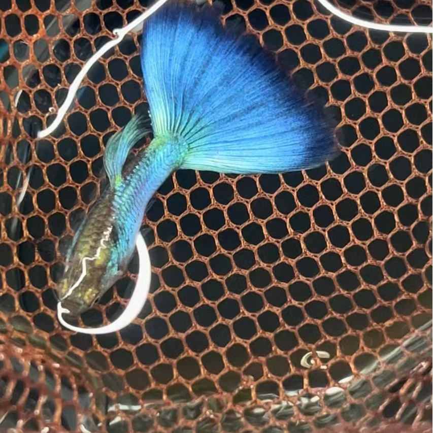 【听水】直播间孔雀鱼链接请勿乱拍（签收拍开箱视频）