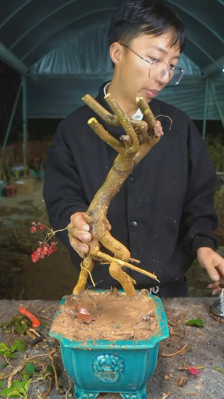 【闪购商品】170三角梅老桩以实物为准图片仅供参考