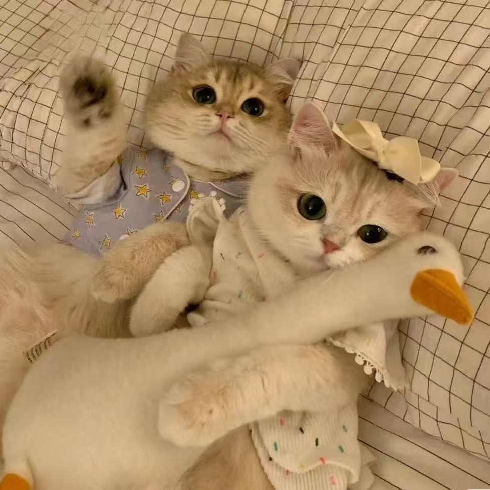 猫咪直播间挑选蓝猫布偶金渐层银渐层