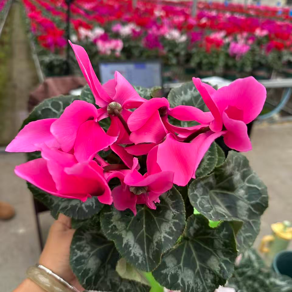 花购   仙客来  (鲜海棠红色） 