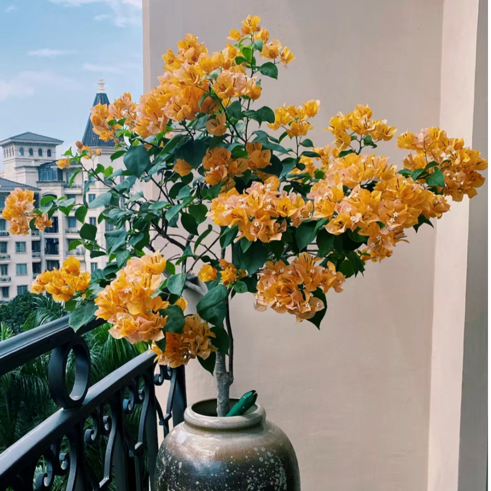 【加州黄金】三角梅可飘枝垂吊爬藤懒人新手小白好养开花