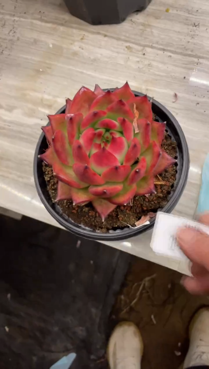 【闪购商品】1-417红钻