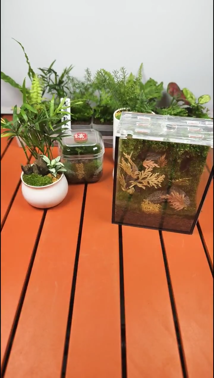 无花朵小花花专属链接白发1立面土1