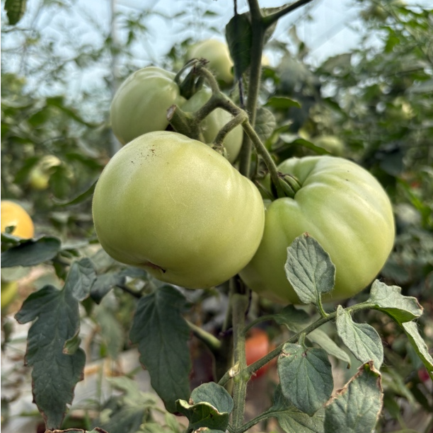 信阳农村本地生西红柿炒鸡蛋贼香贼下饭酸酸的味道