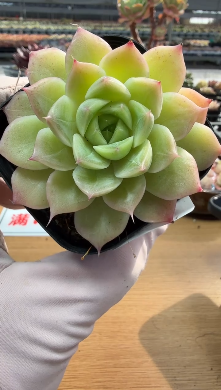 东云多肉园二店-199