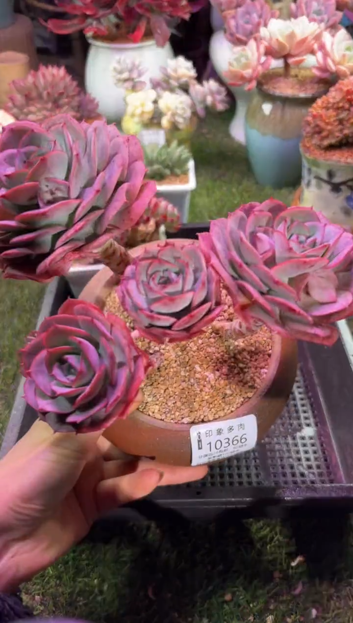 【闪购商品】10366