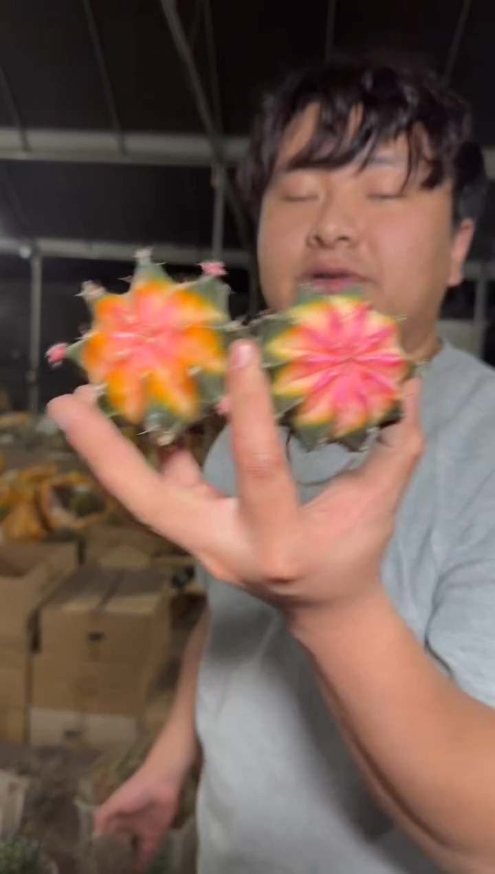 4颗 牡丹锦球【实生根】4-6cm