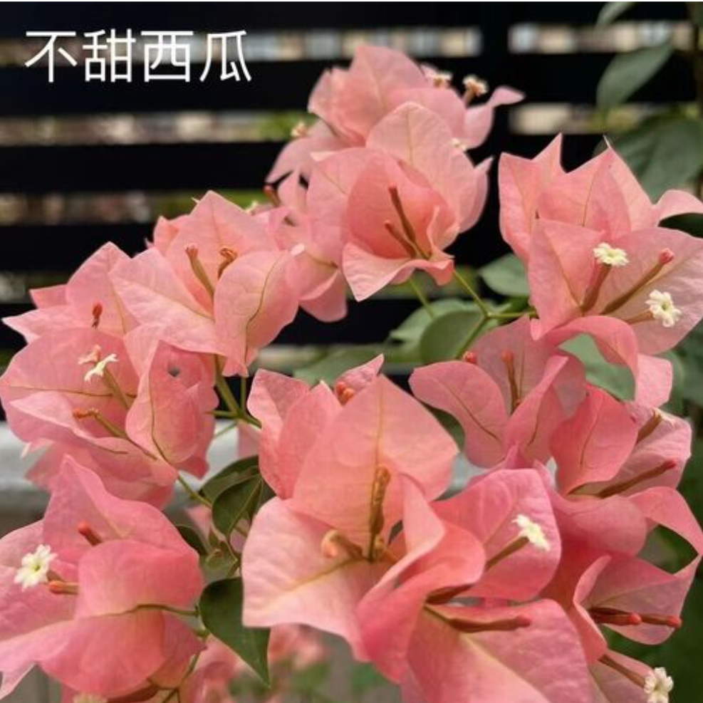 【不甜西瓜】三角梅盆栽树苗四季开花直发三角梅苗勤花爬藤阳台好养