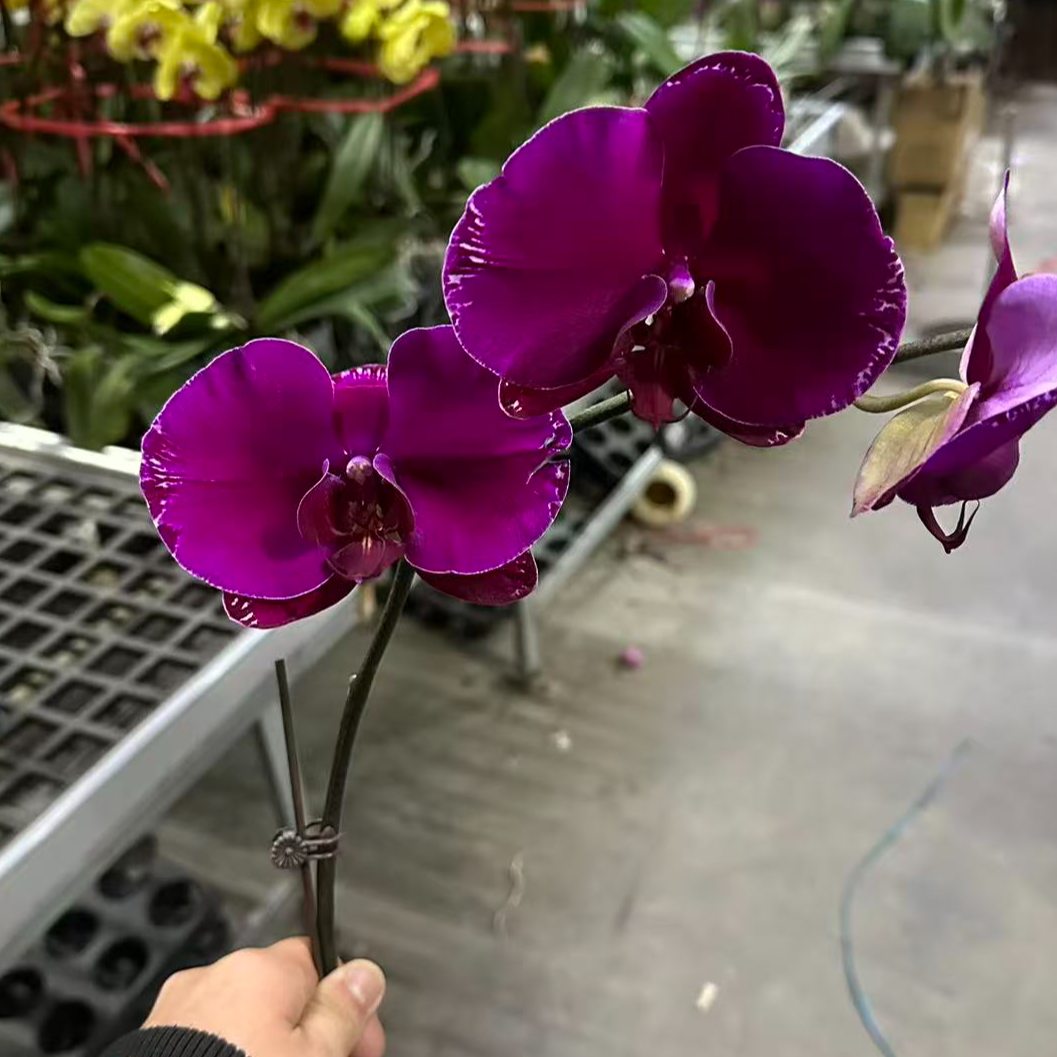 蝴蝶兰【双星光芒】大花型 室内花花 懒人好养 广州基地直发