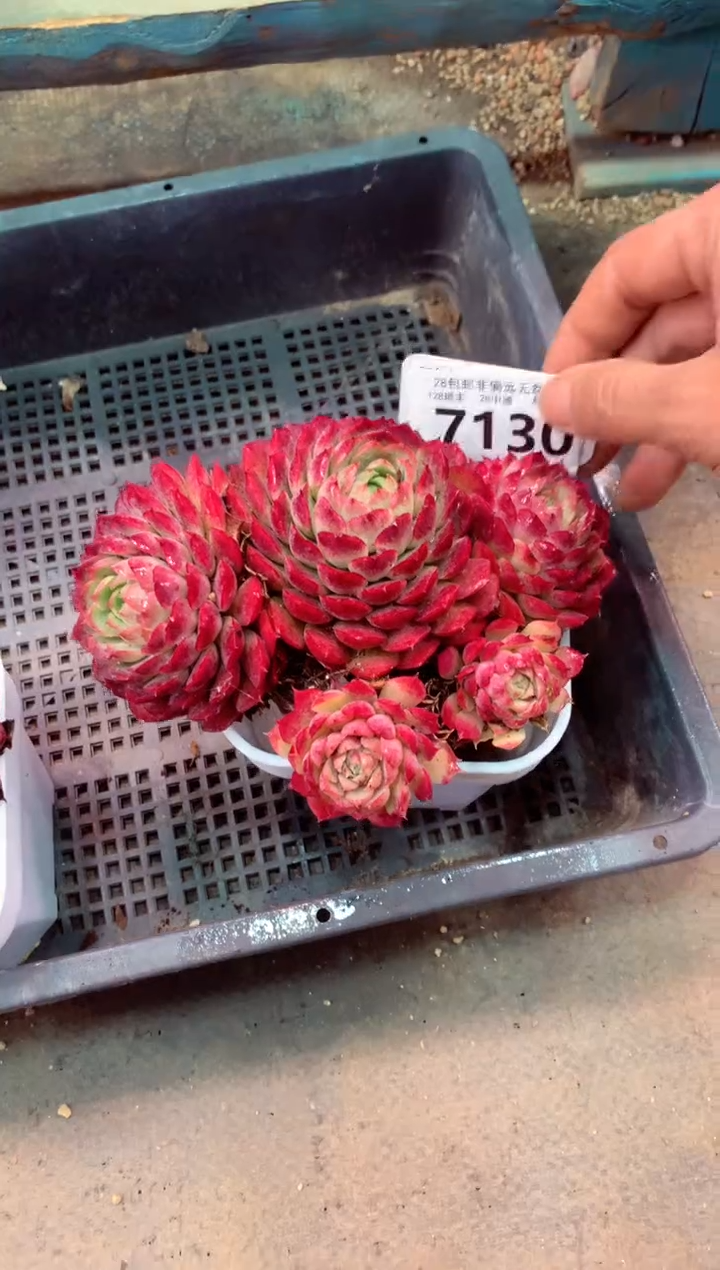 祝***好7130（一物一拍，精品多肉，w所见即所得 