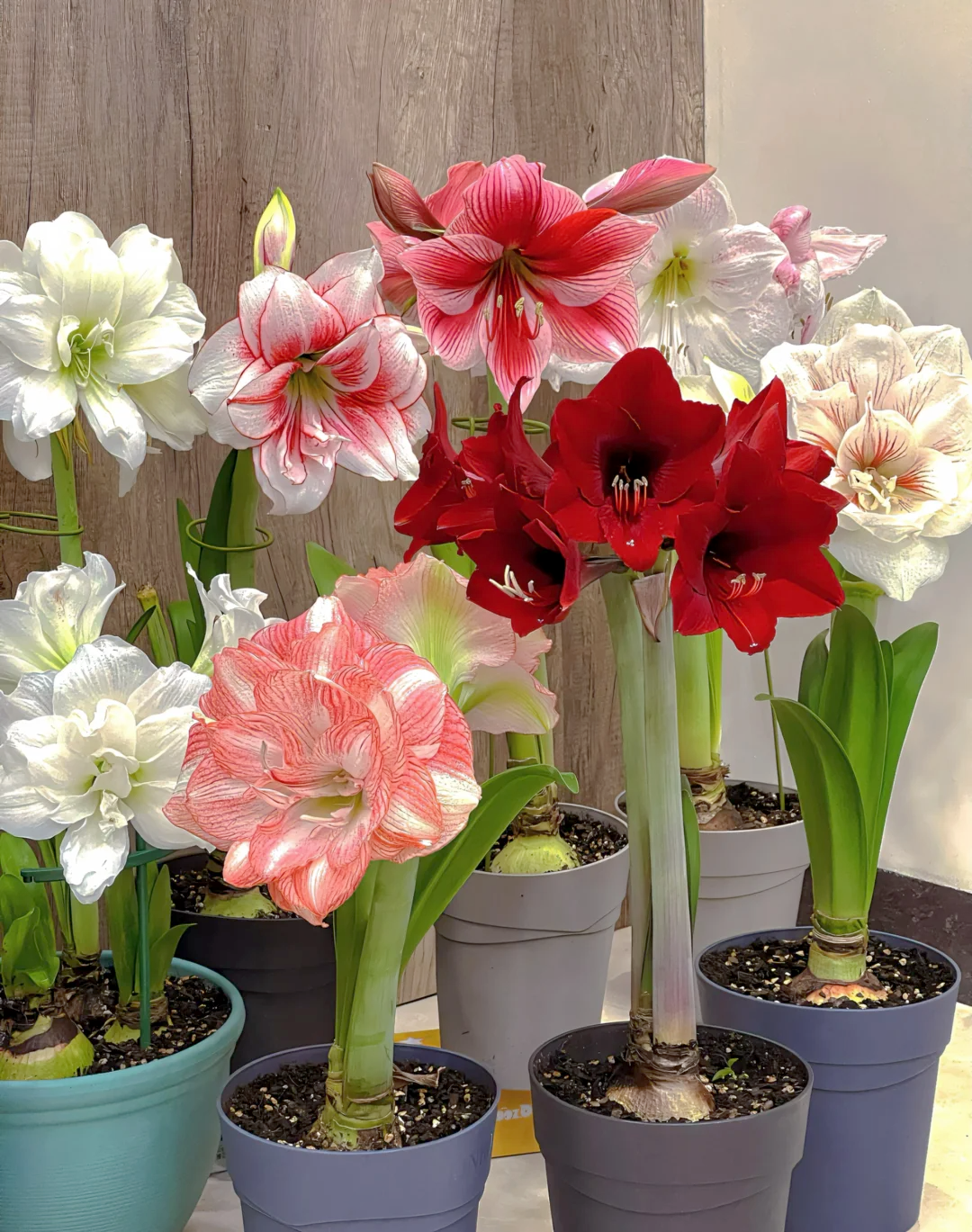 【带盆带土发3cm球】朱顶红大花重瓣盆栽朱顶红朱顶红球苗开花发货