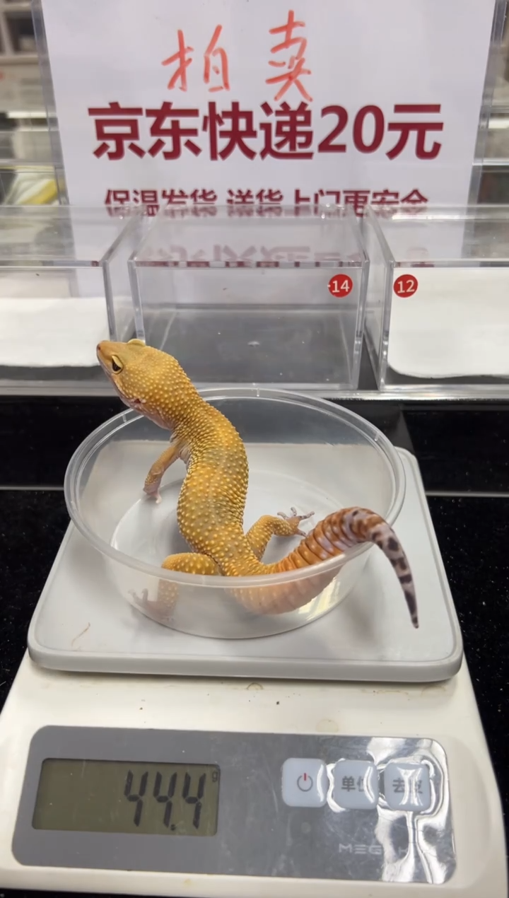 豹纹守宫00000000000000