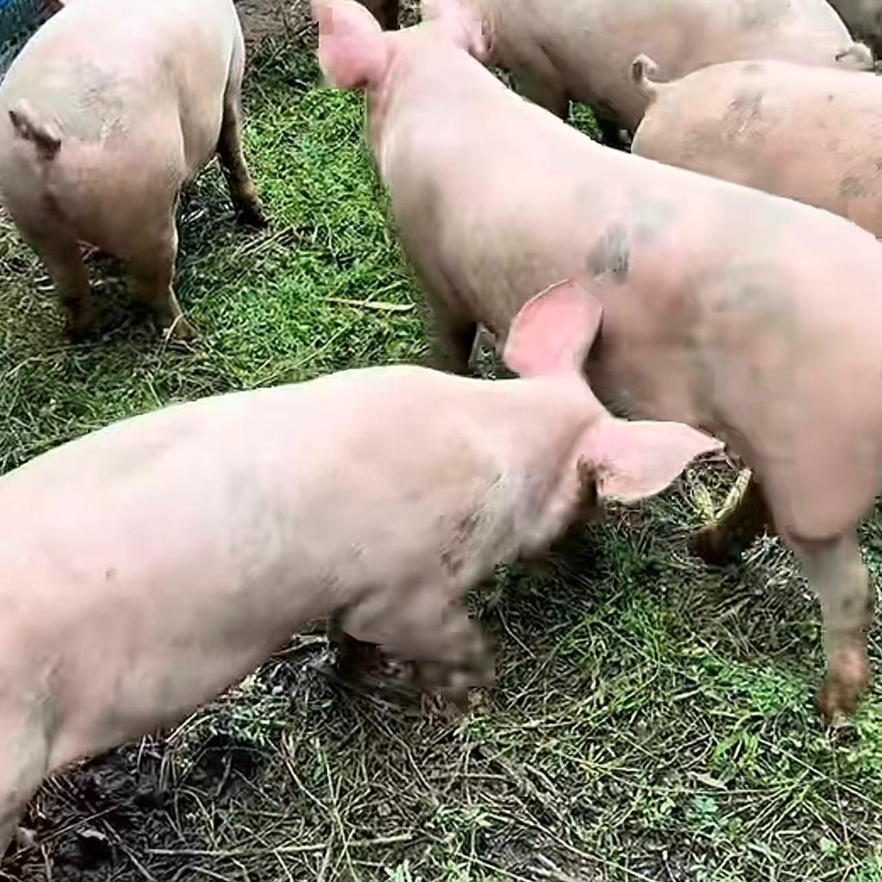 神农架跑山土猪肉11现场散称（非标品） 京东冷链包邮  