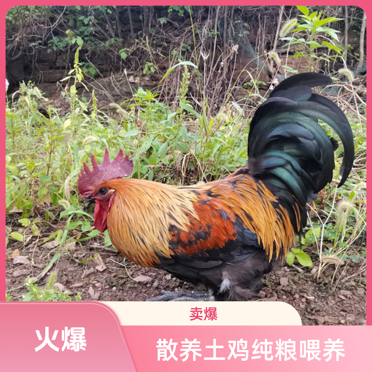 （直播间称斤改价）农村散养土鸡大公鸡（公鸡、母鸡）纯粮食喂养土鸡