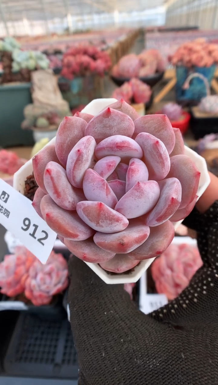 【闪购商品】912星影一物一拍