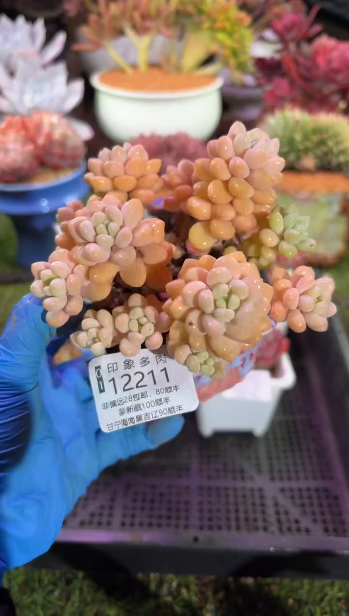 【闪购商品】12211