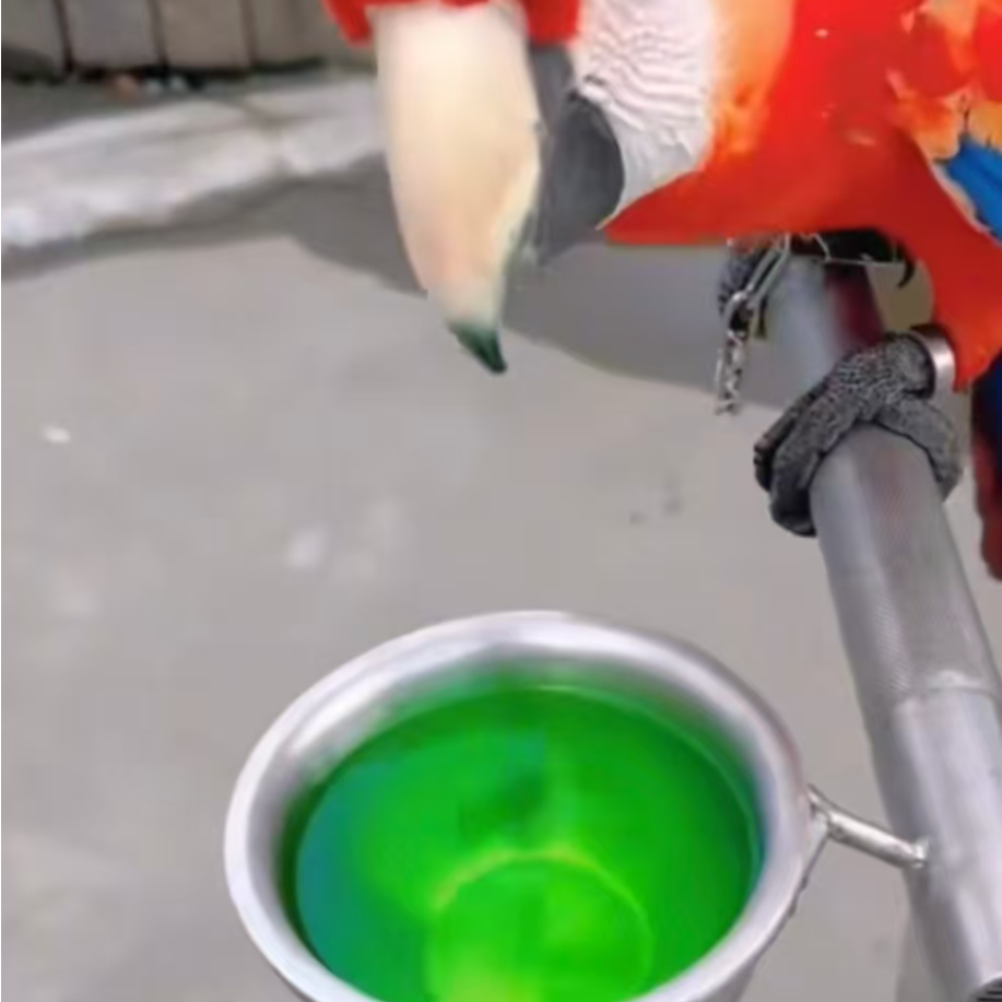 不包邮鹦鹉繁殖日常保养＋肠道护理预防2瓶装每瓶10毫升