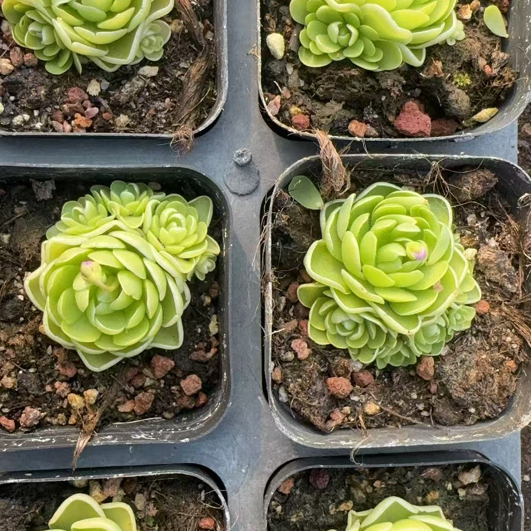 爱丽丝捕虫蓳（满18包邮）