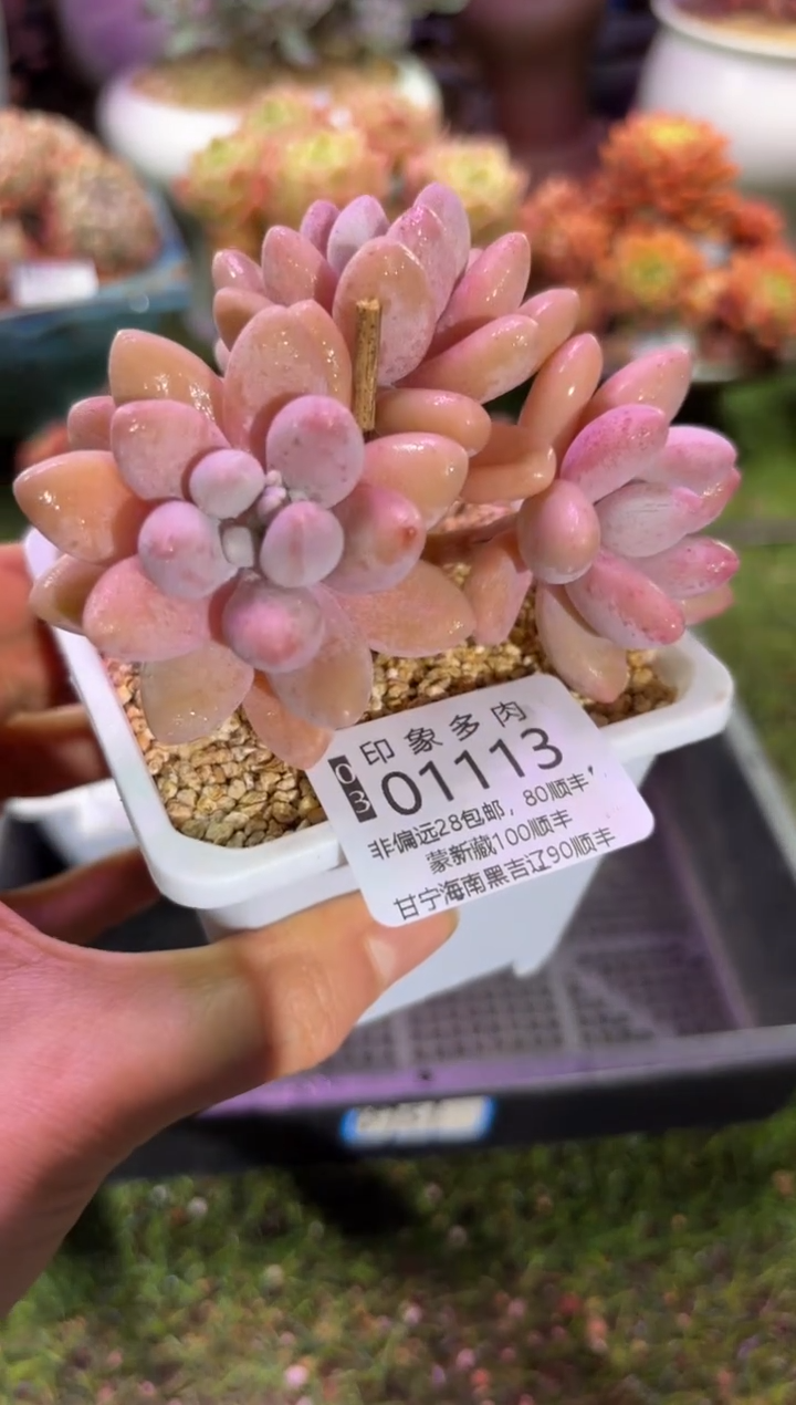 【闪购商品】01113