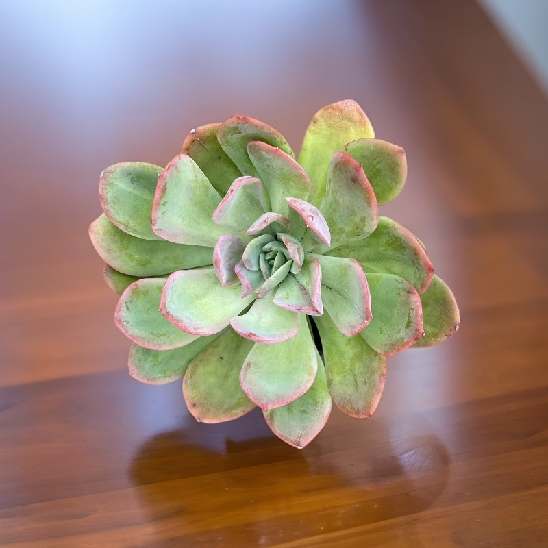 精品多肉老桩大绮罗仙子多头观赏植物