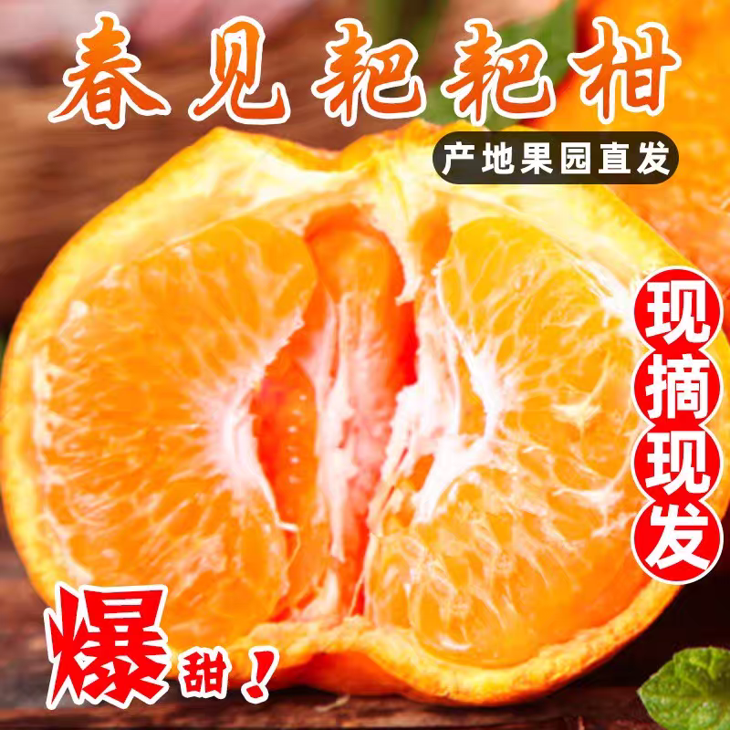 ZS头茬耙耙柑核心产区新鲜采摘春见耙耙柑爆甜多汁
