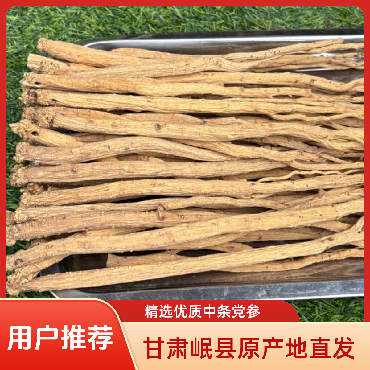 《党参》甘肃岷县原产地直发［种植党参》可泡酒煲汤煮水泡水黄芪