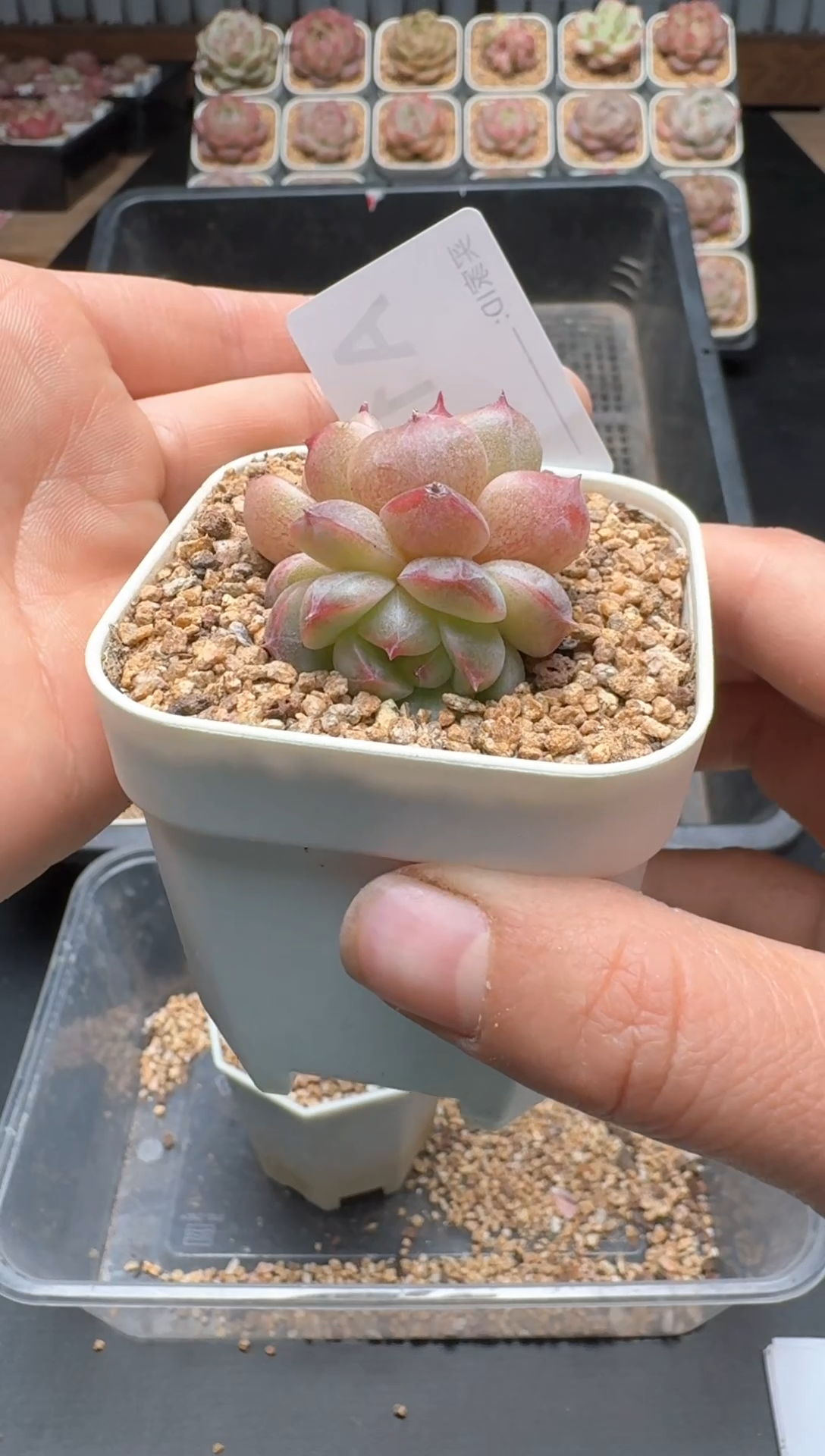 【闪购商品】112A号一物一拍多肉花卉植物拍3颗起发