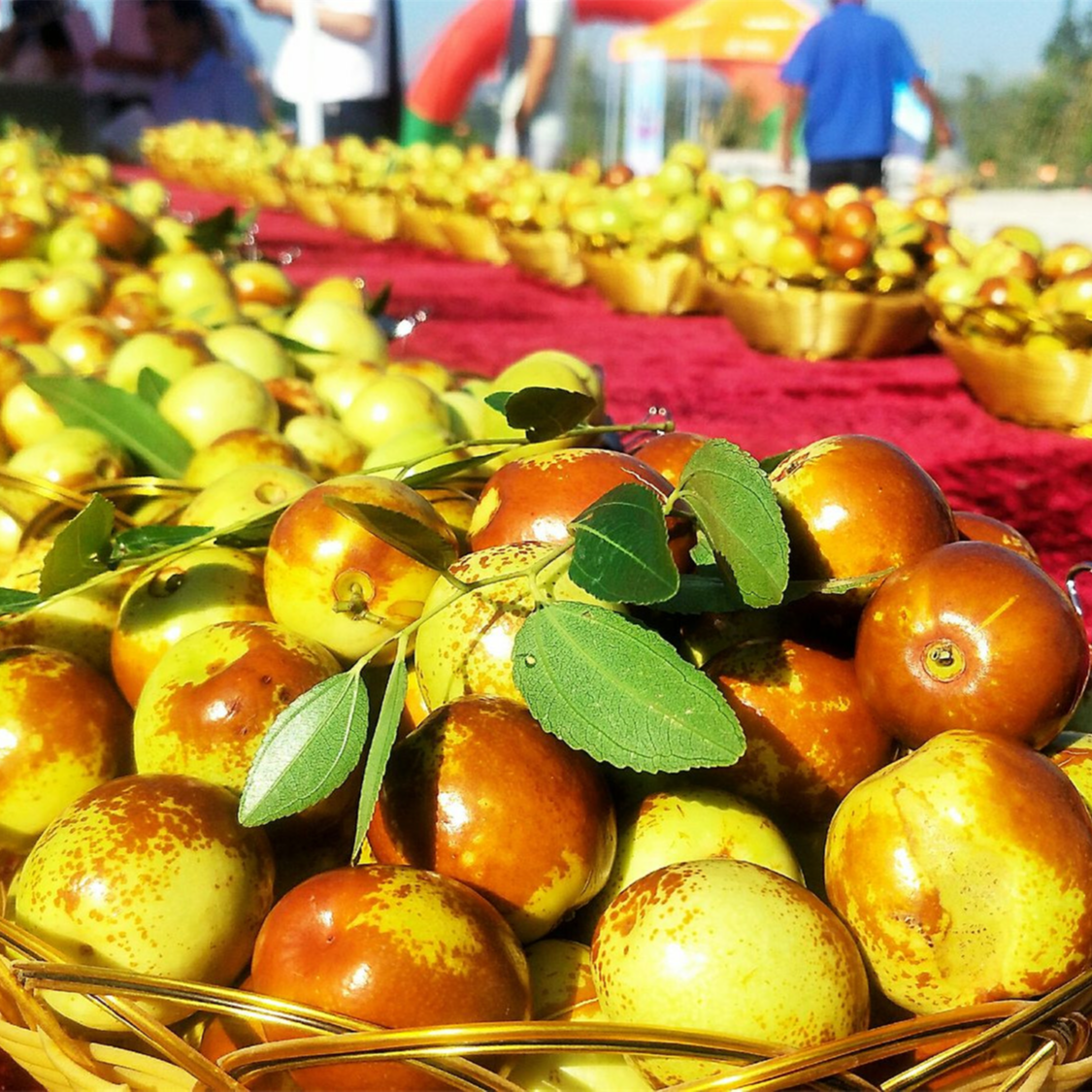 枣树苗冬枣冰糖枣树苗蟠枣苗盘枣树苗红丹脆地栽盆栽南方北方种植