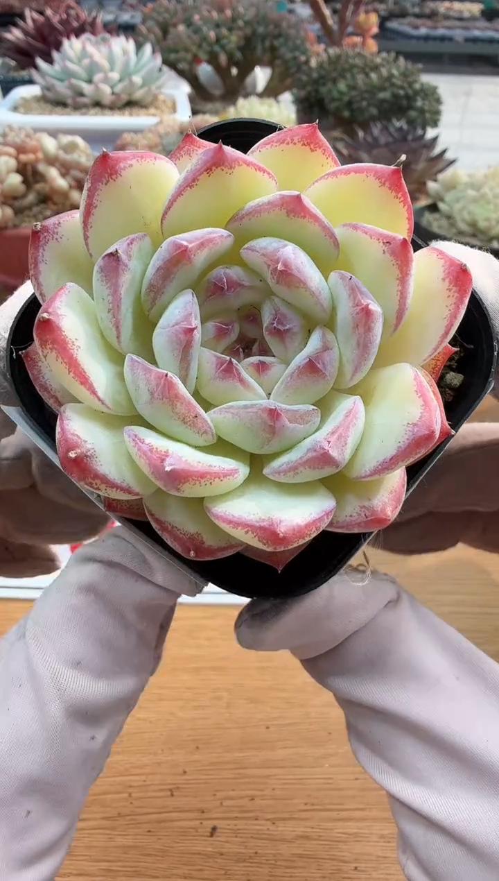 东云多肉园二店-194