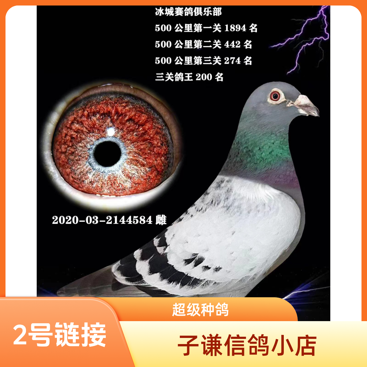 桑杰士狼狗号家族成年信鸽种鸽肉类