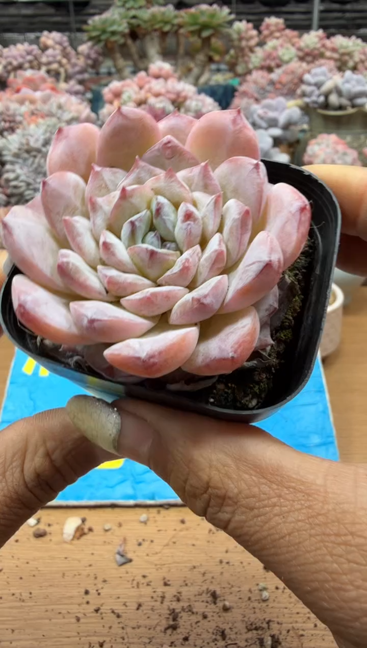 东云多肉园二店-408