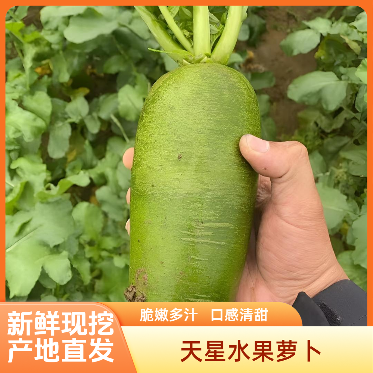 正宗水果萝卜新鲜生吃脆甜多汁山东潍坊产地现拔