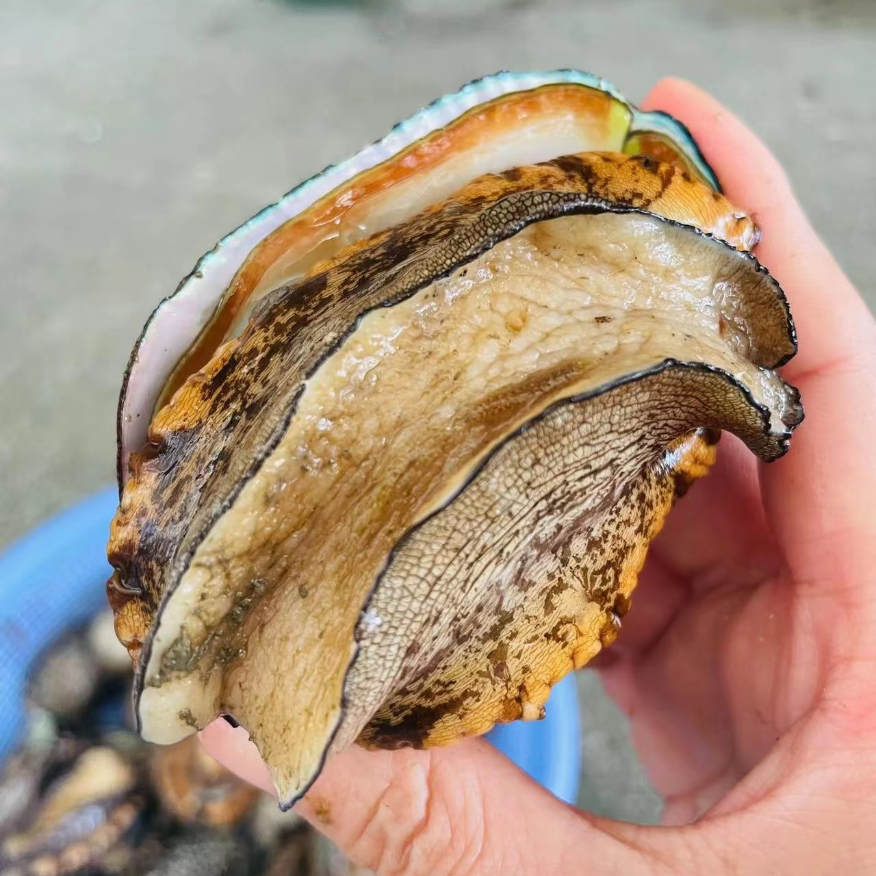 【带壳鲜冻】九孔鲍鱼新鲜速冻带壳内脏10颗约520克-540克之间每包